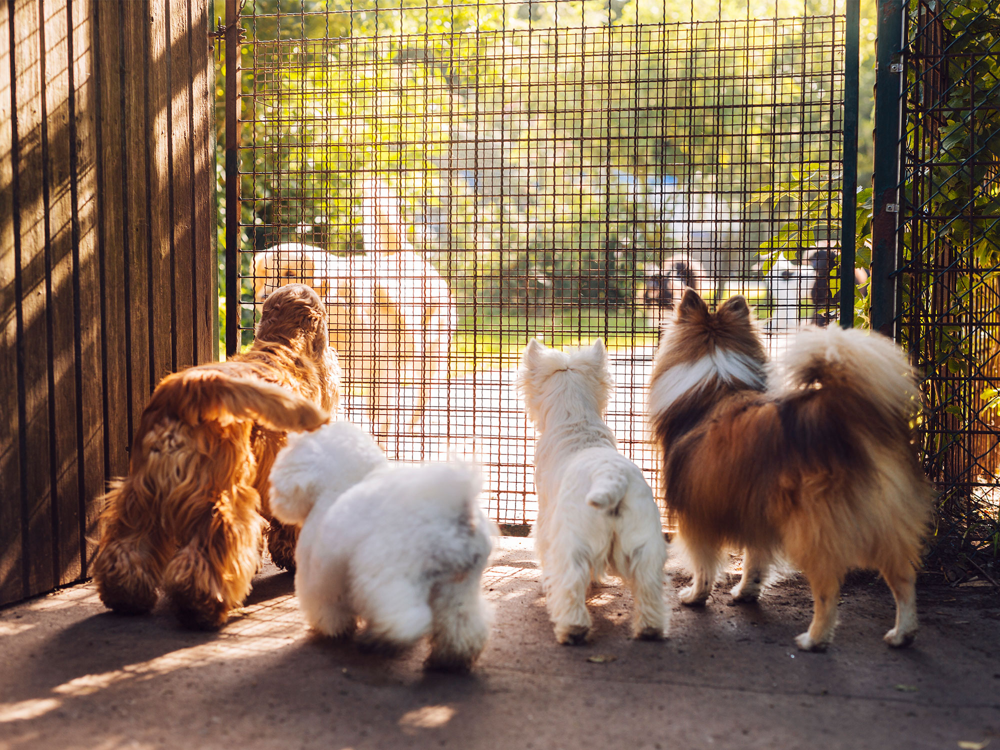 A voice for the voiceless: The enduring mission of a Baldivis animal advocate