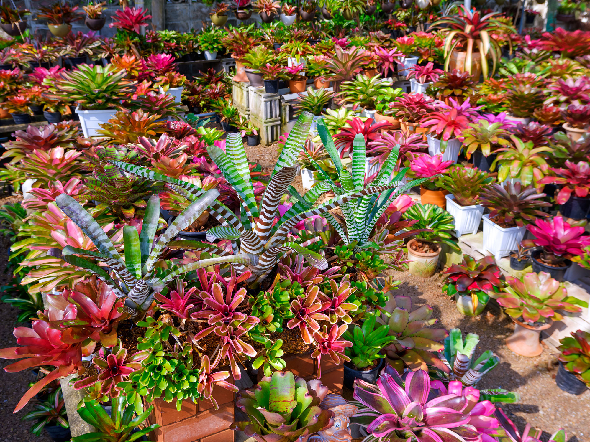 Cultivating resilience at an Armadale native plant nursery
