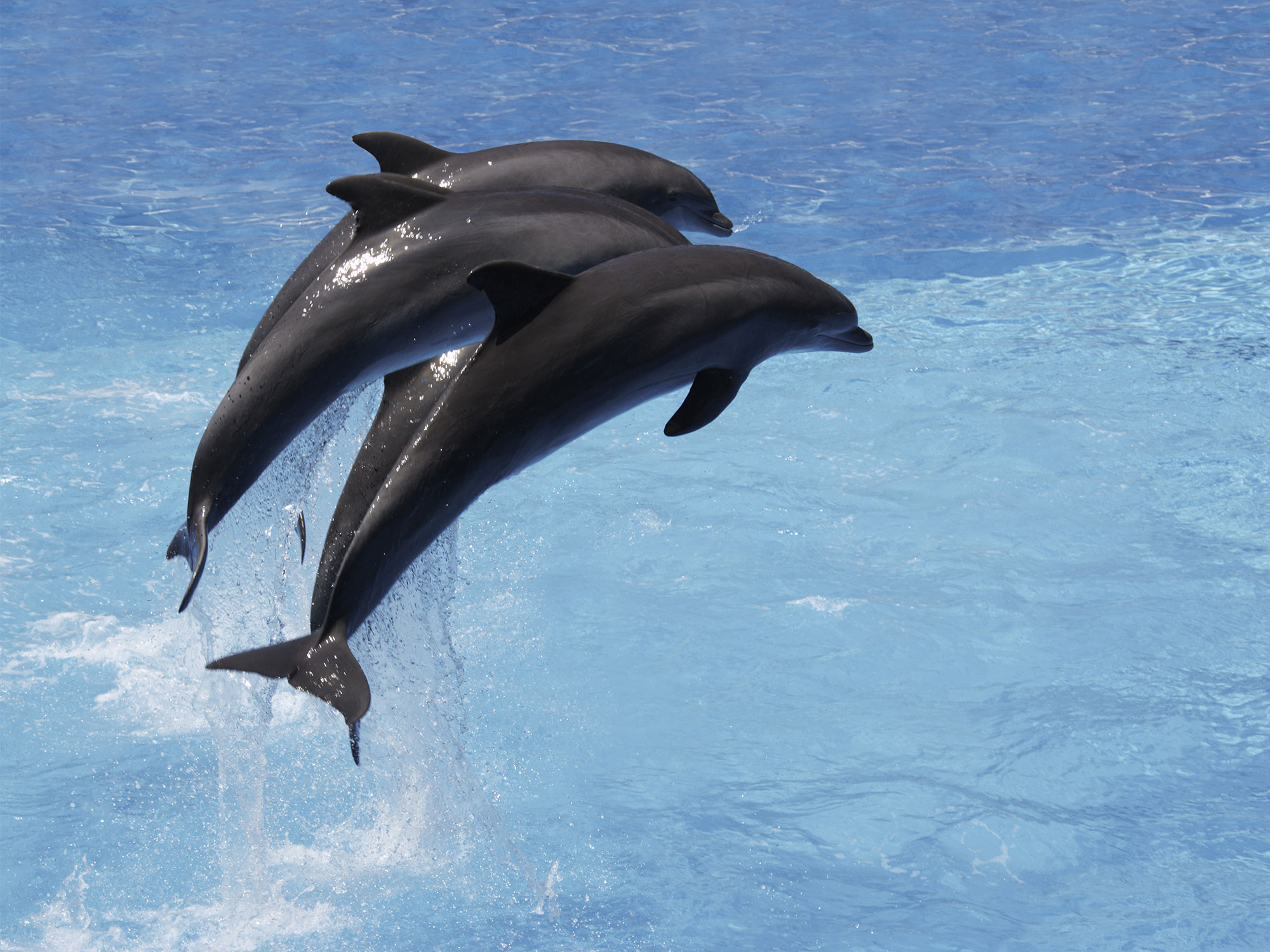 Gliding with dolphins along the Waikiki coast
