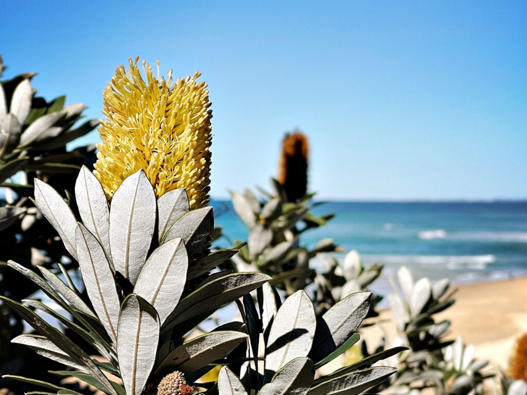 The Armadale enterprise championing native flora