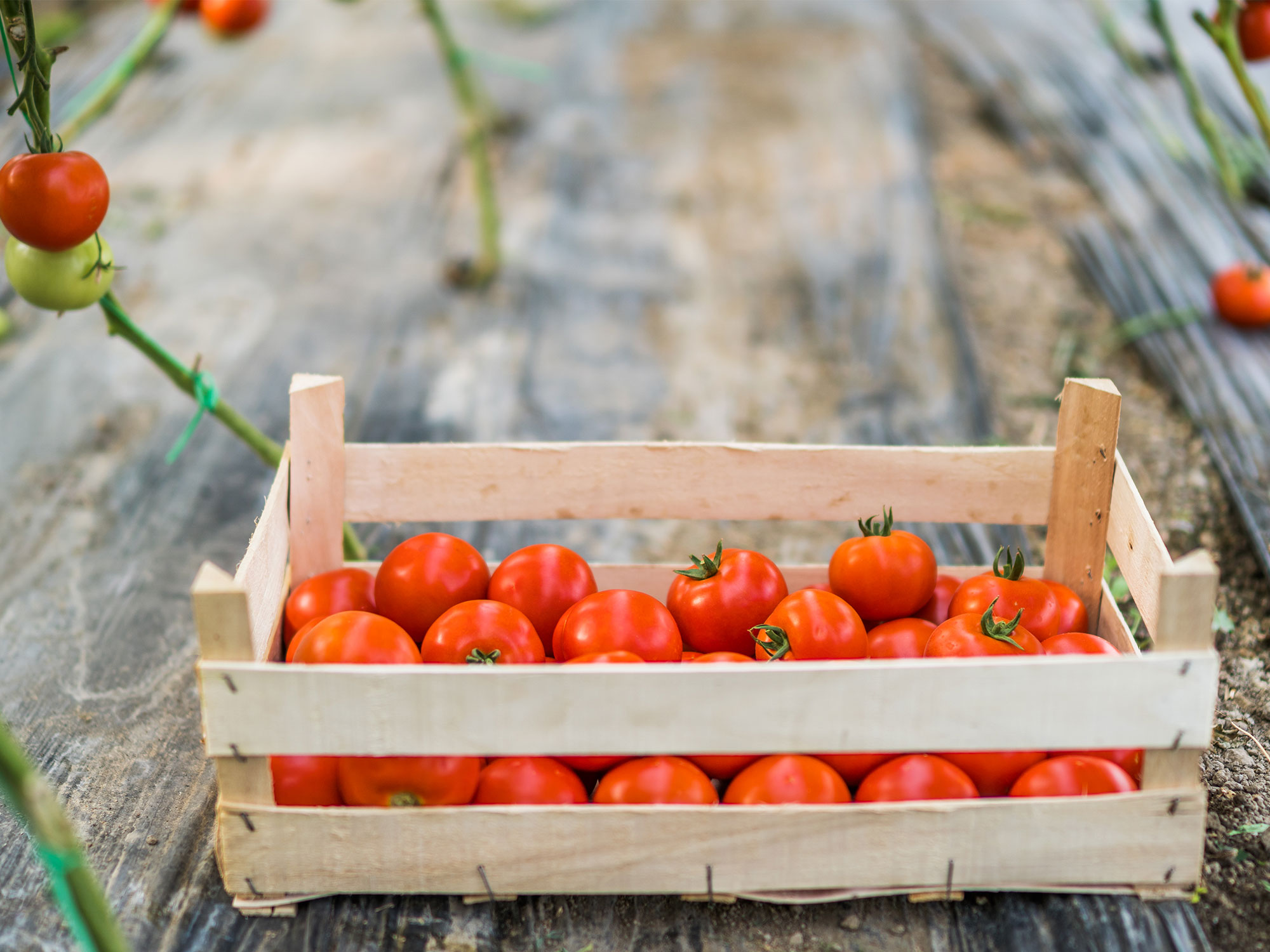 The Evolving Acreage of Baldivis - Freshly Picked Tomatoes