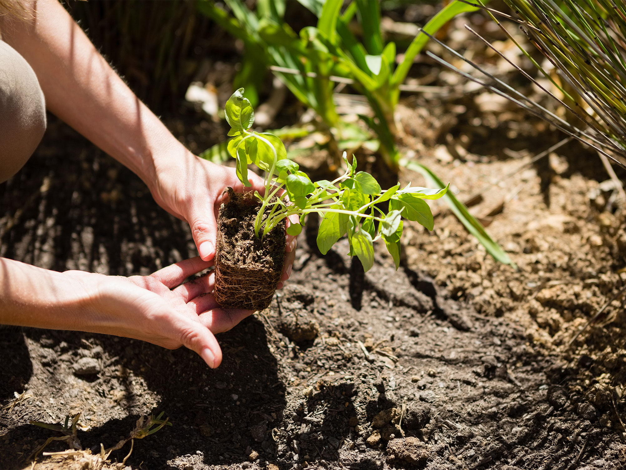 The green pulse of Ellenbrook: Cultivating community through shared soil