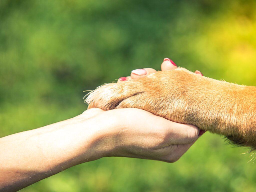 The quiet custodians: How Wellard fosters hope for abandoned pets