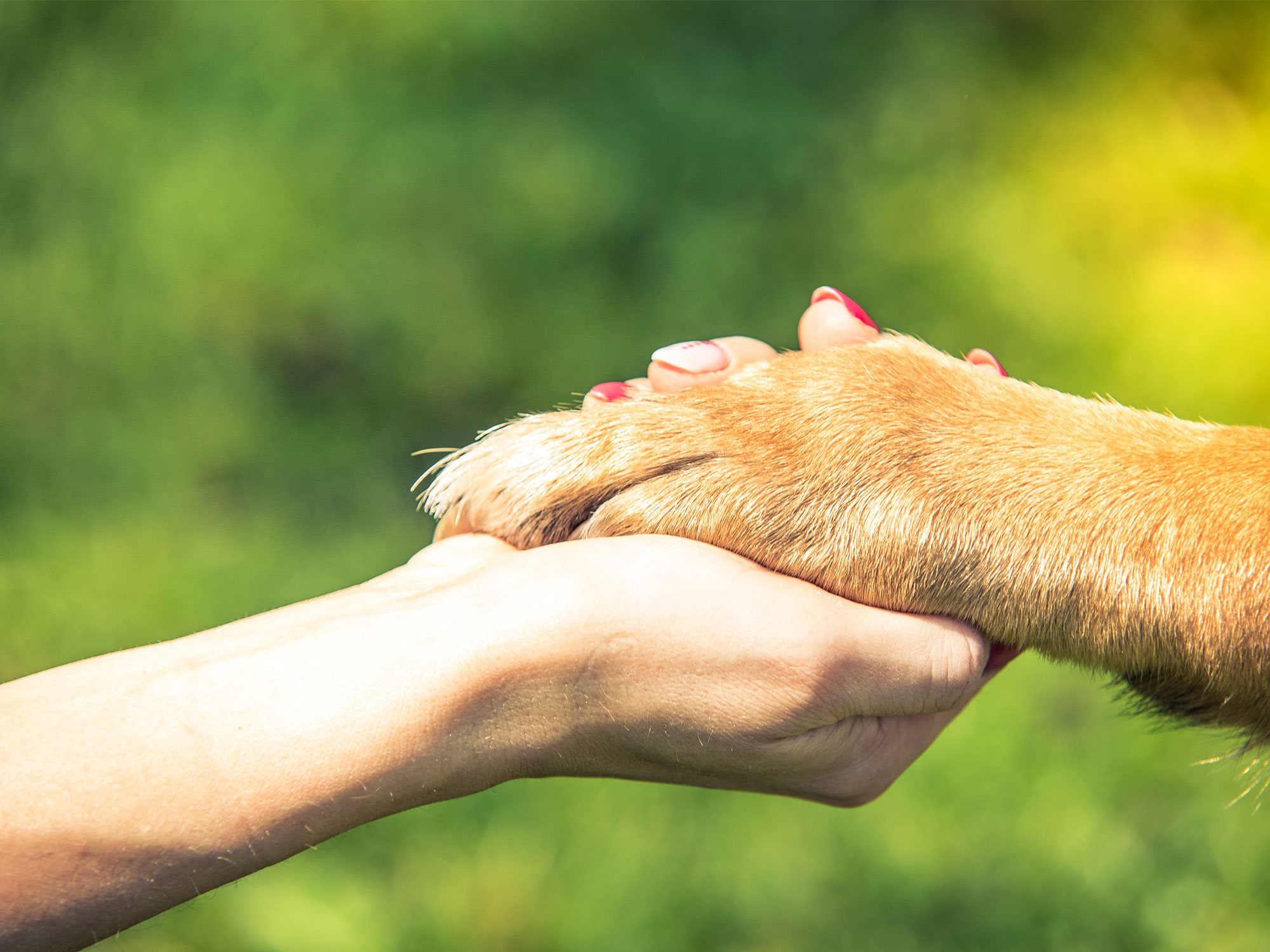 The quiet custodians: How Wellard fosters hope for abandoned pets