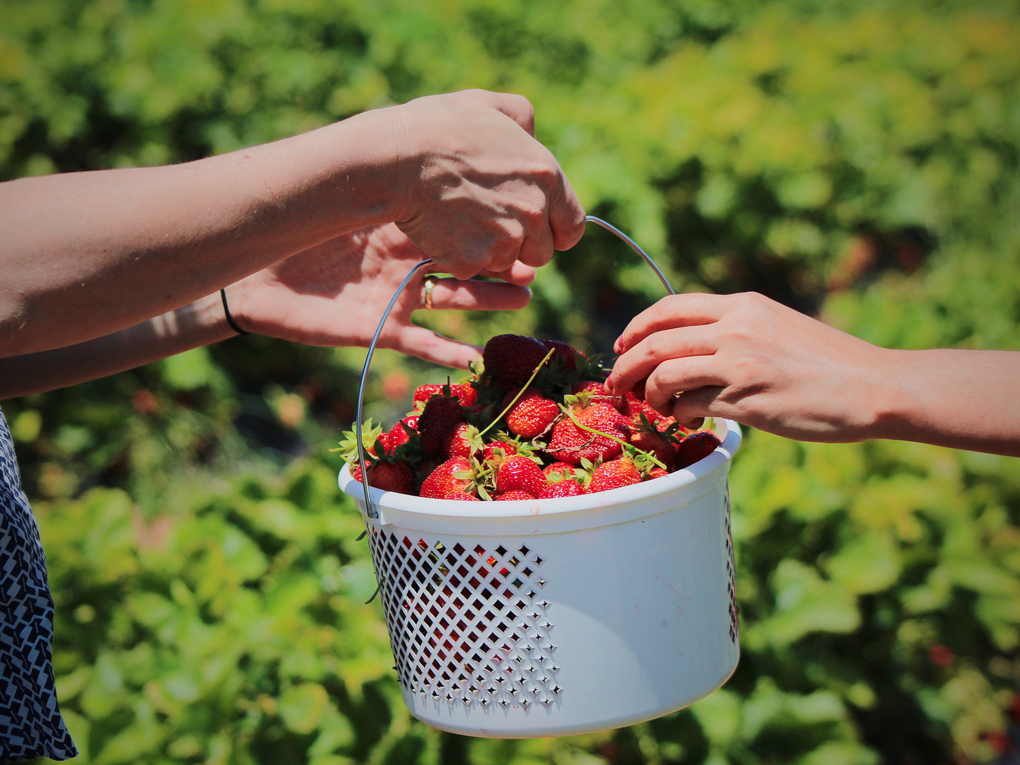 The simple joy of commercial strawberry picking near Hocking
